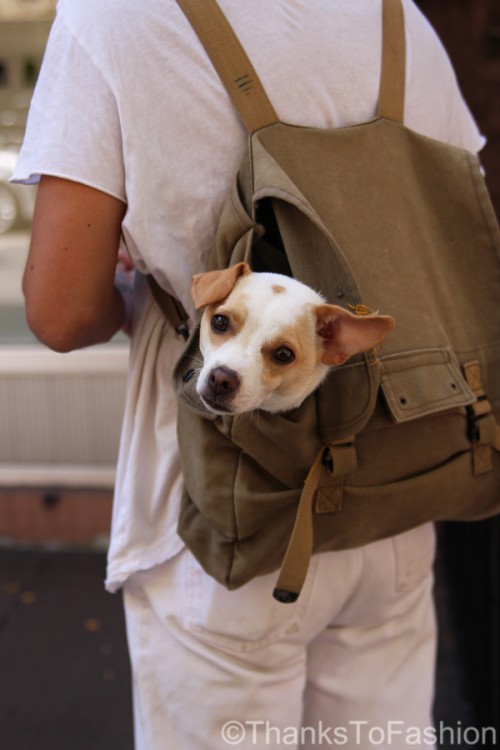 Dog-in-bag