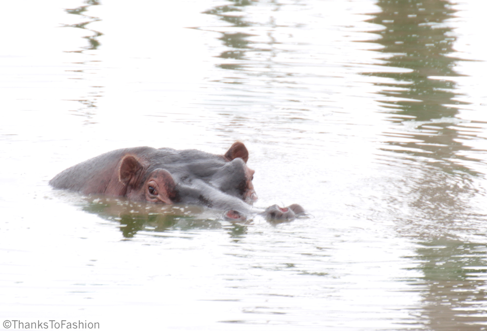 Watchful Hippo