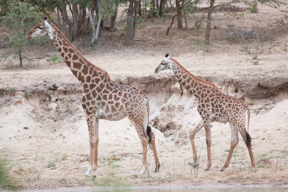 Pair of giraffes