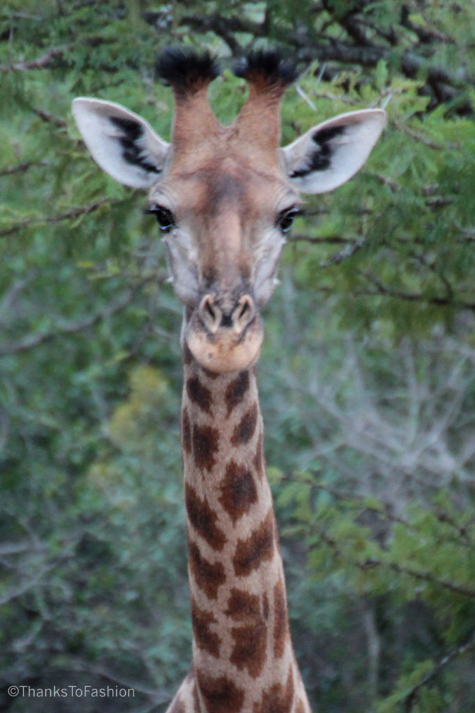 Beautiful Head of Giraffe