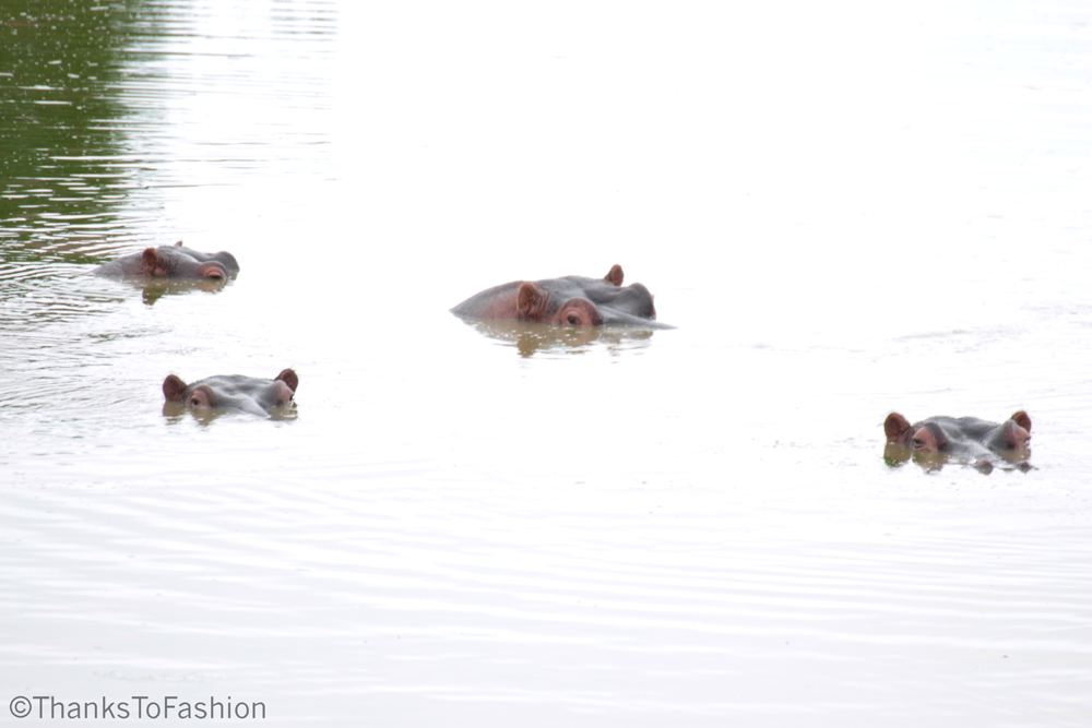 More watchful hippos