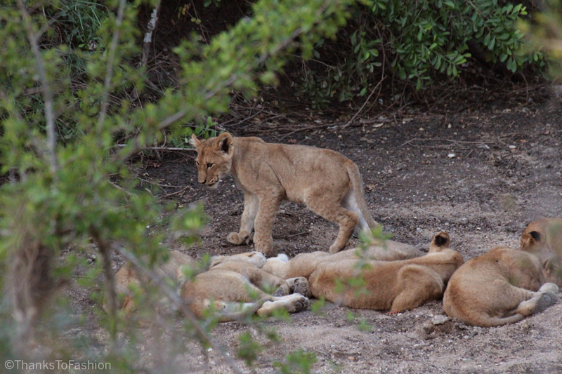 Lions