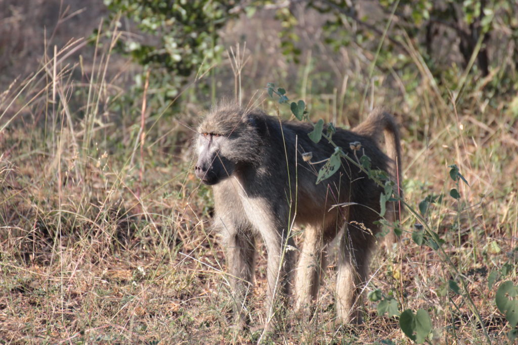 Baboons