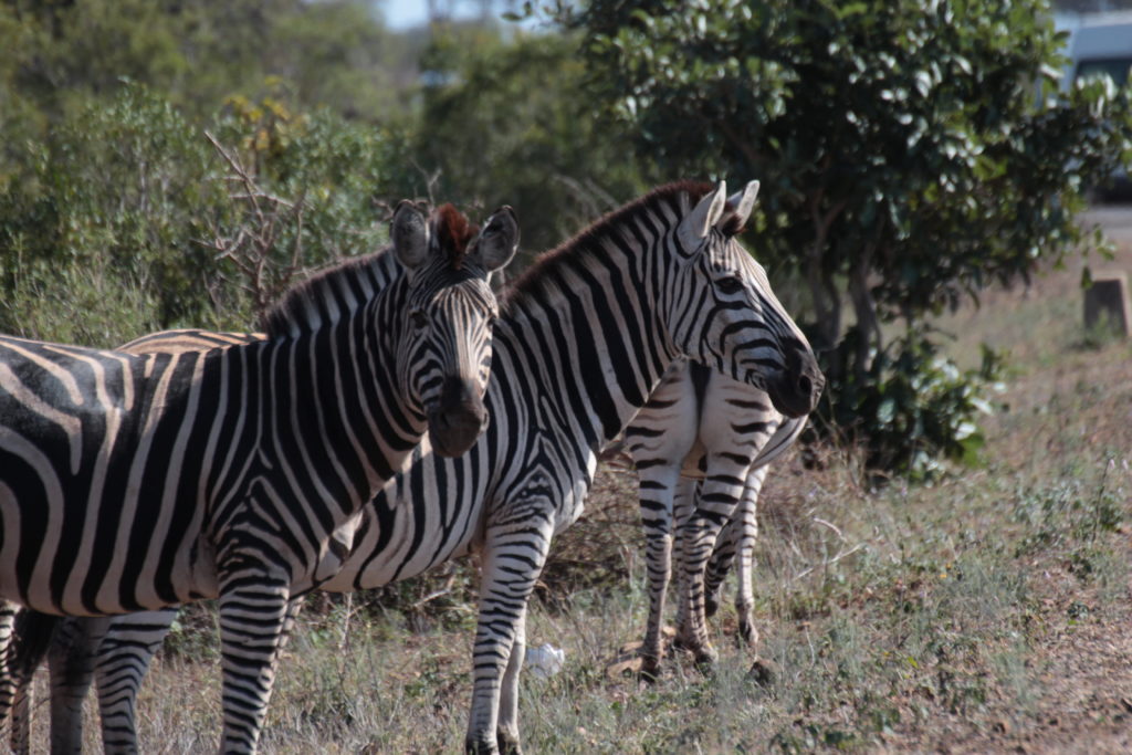 Zebras