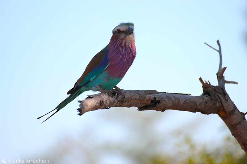 south-african-bird